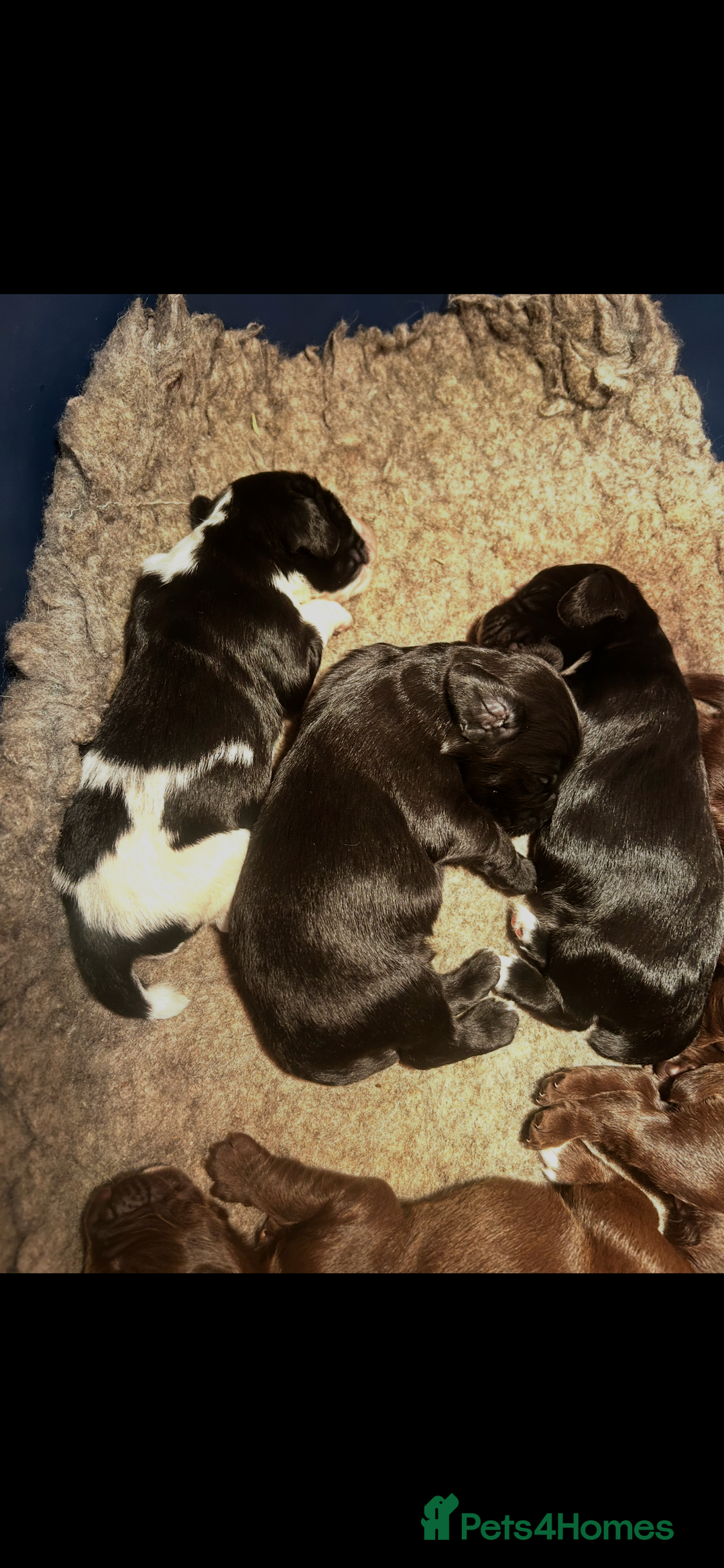 Sprocker dogs for sale: Beautiful litter of sprocker pups - Advert 5