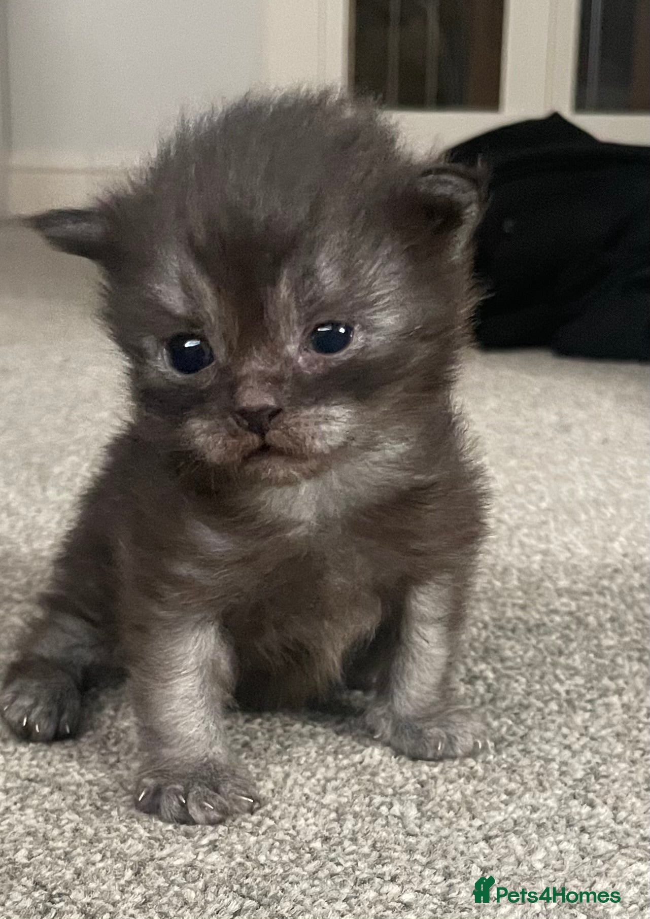 Maine Coon cats  Stunning Black Smoke 3/4 MaineCoonChampion Line - Advert 4