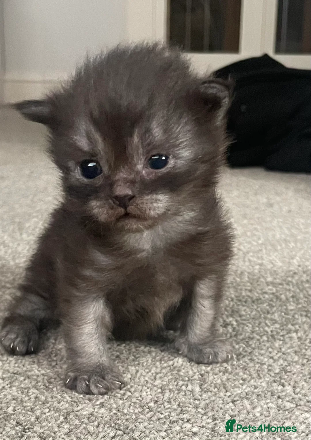 Maine Coon cats for sale:  Stunning Black Smoke 3/4 MaineCoonChampion Line - Advert 1