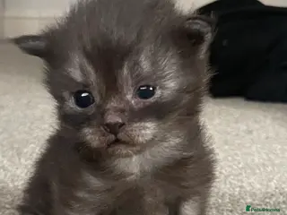 Maine Coon cats Stunning Black Smoke 3/4 MaineCoonChampion Line - Advert 4