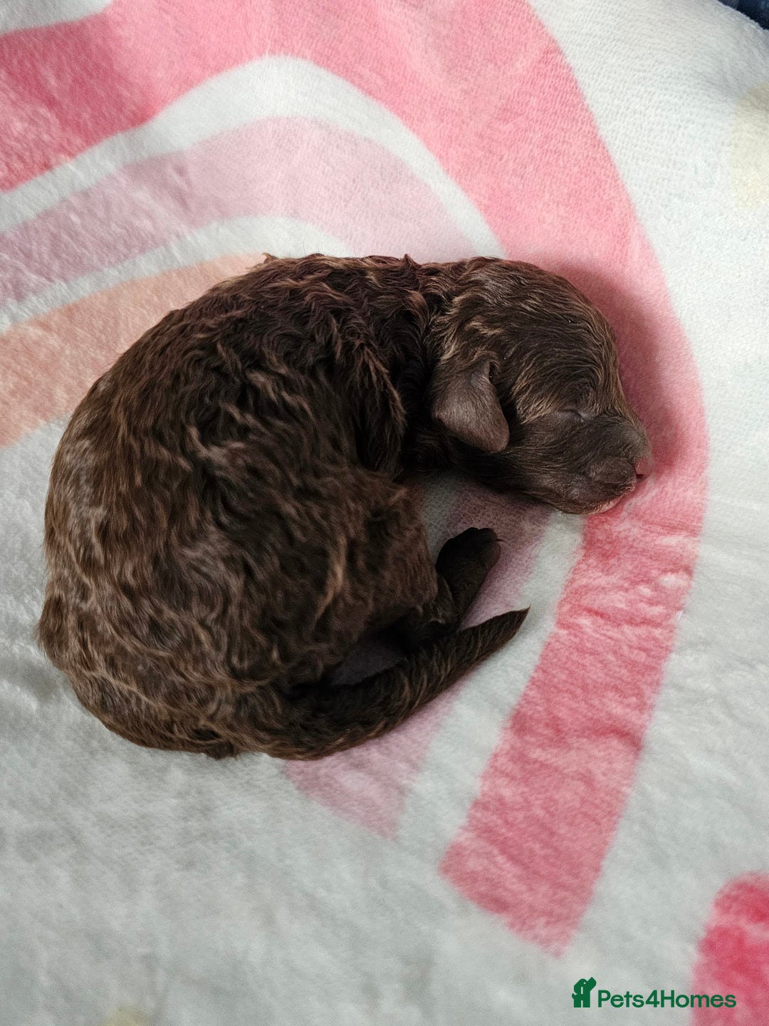 Miniature Poodle dogs for sale: Very well bred, health tested parents  - Image 11