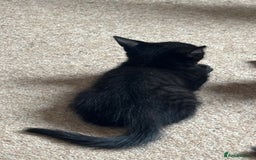 Mixed Breed cats for sale: Black Short Hair Kitten - female - Image 5