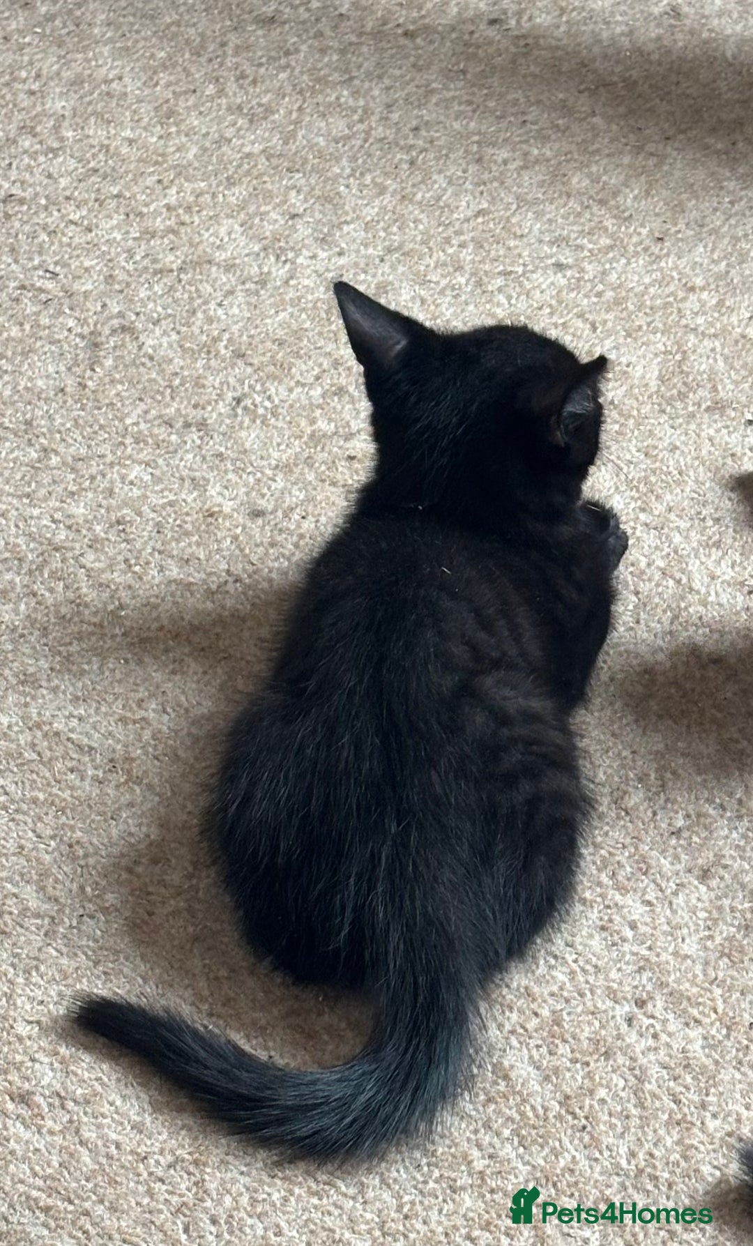 Mixed Breed cats for sale: Black Short Hair Kitten - female - Image 5
