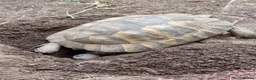Tortoise reptiles for sale: Mediterranean spur thigh tortoises - hatchlings  - Advert 8