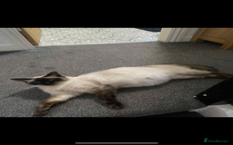 Maine Coon cats for sale: Maine coon  X ragdoll - Image 6