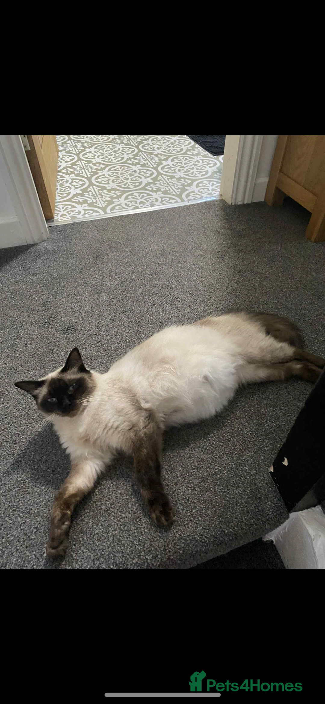 Maine Coon cats for sale: Maine coon  X ragdoll - Image 6