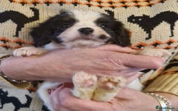Cavalier King Charles Spaniel dogs for sale: KC Cavalier King Charles ÐNA tested parents  - Image 12