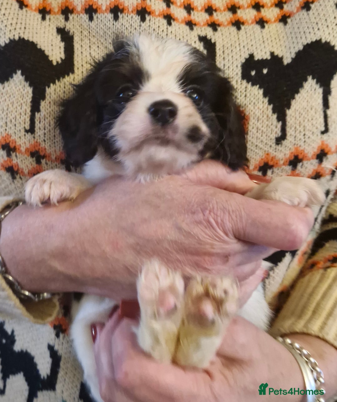 Cavalier King Charles Spaniel dogs for sale: KC Cavalier King Charles ÐNA tested parents  - Image 12