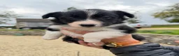 Border Collie dogs for sale: Border collie pups for sale  - Advert 3
