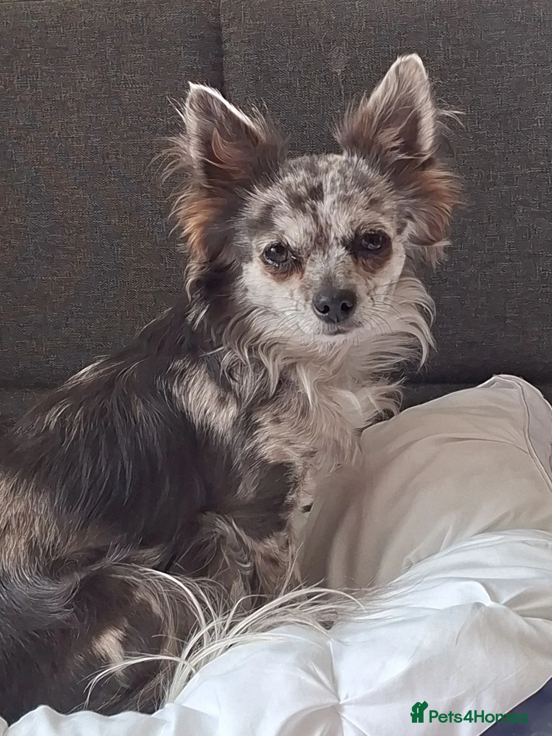 Chihuahua dogs for sale: Merle long hair chihuahua female 2yrs in Chelmsford - Advert 1
