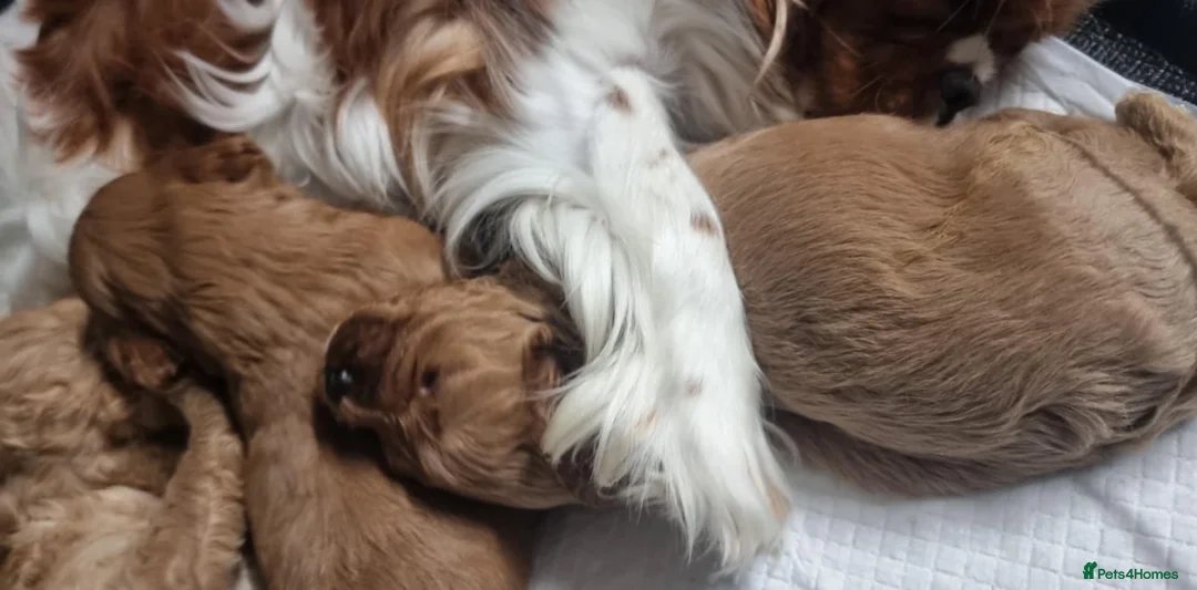 Cavapoo dogs for sale: Cavapoo - Advert 5