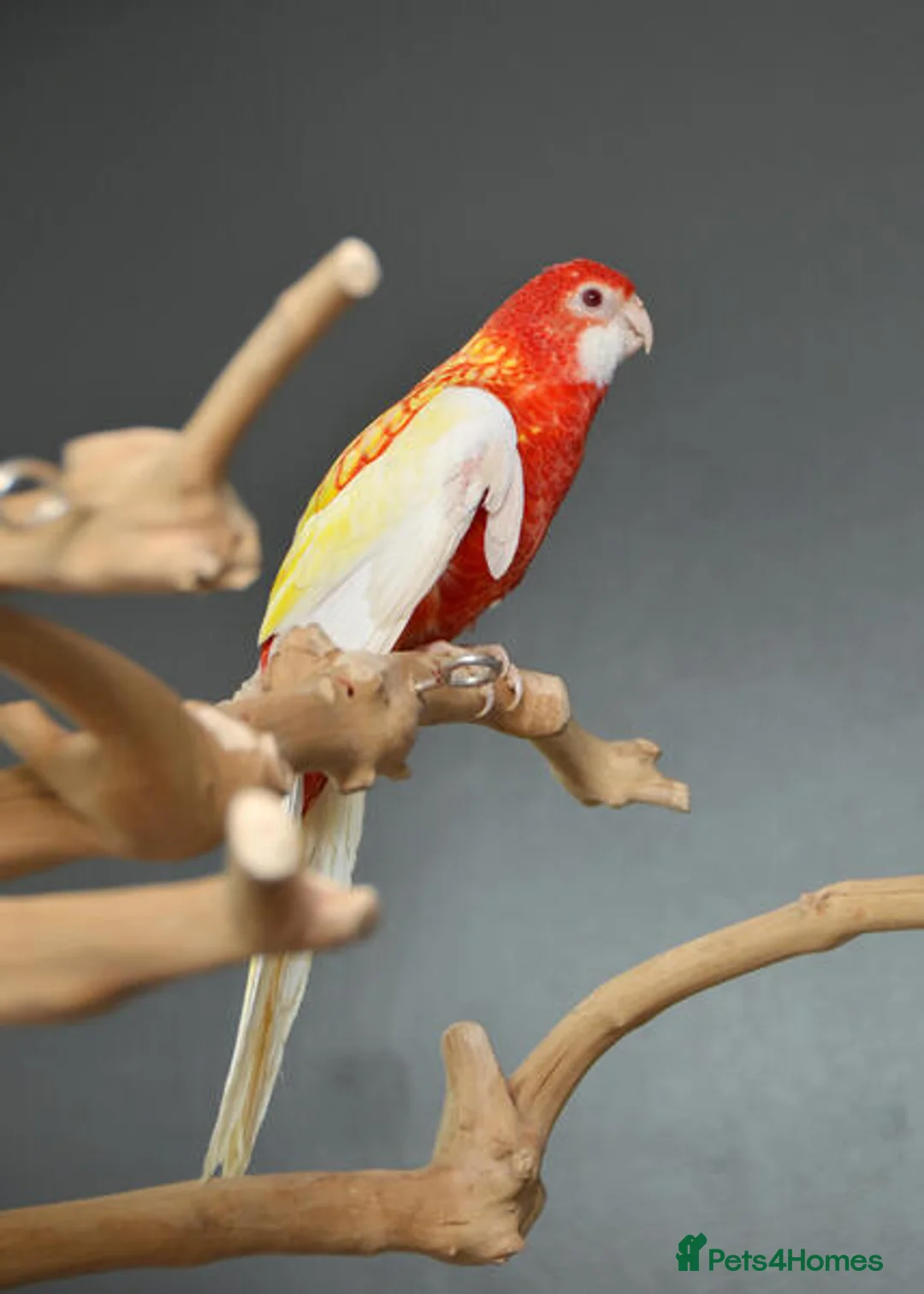 Parrots birds for sale: Vibrant, Talking Parrots–Smart & Social Companions in Hove - Advert 2