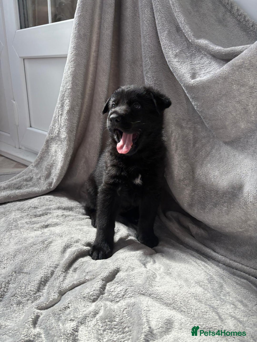 German Shepherd dogs for sale: KC Reg DDR GSD Puppy Rare Bloodline - Advert 5