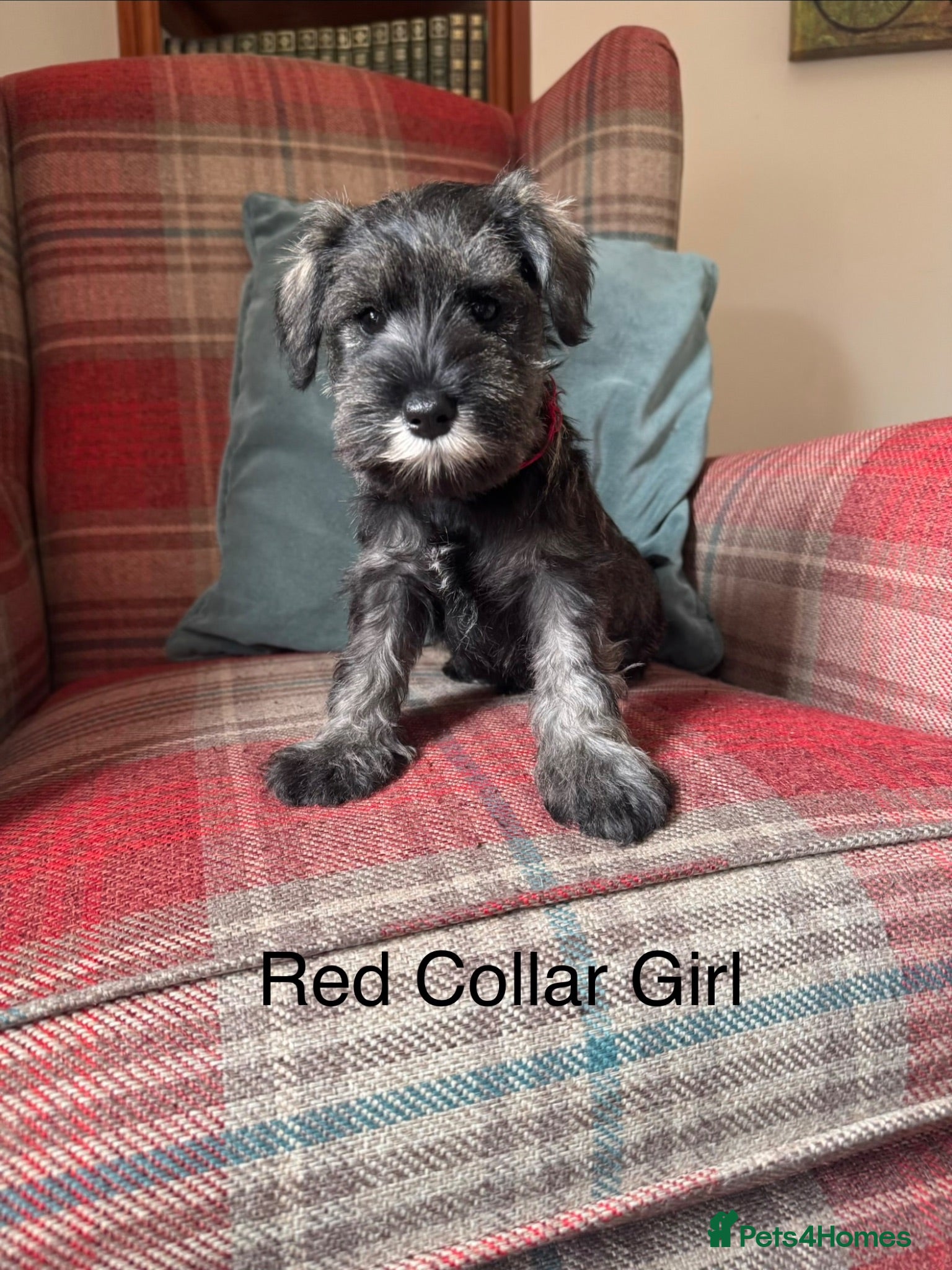 Miniature Schnauzer dogs KC registered, health tested, puppies ready now! - Advert 1