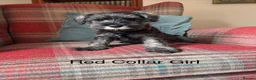 Miniature Schnauzer dogs for sale: KC registered, health tested, puppies ready now! - Advert 4
