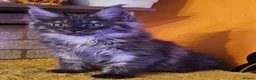 Maine Coon cats for sale: BEAUTIFUL MAINE COON KITTENS FOR SALE - Advert 24