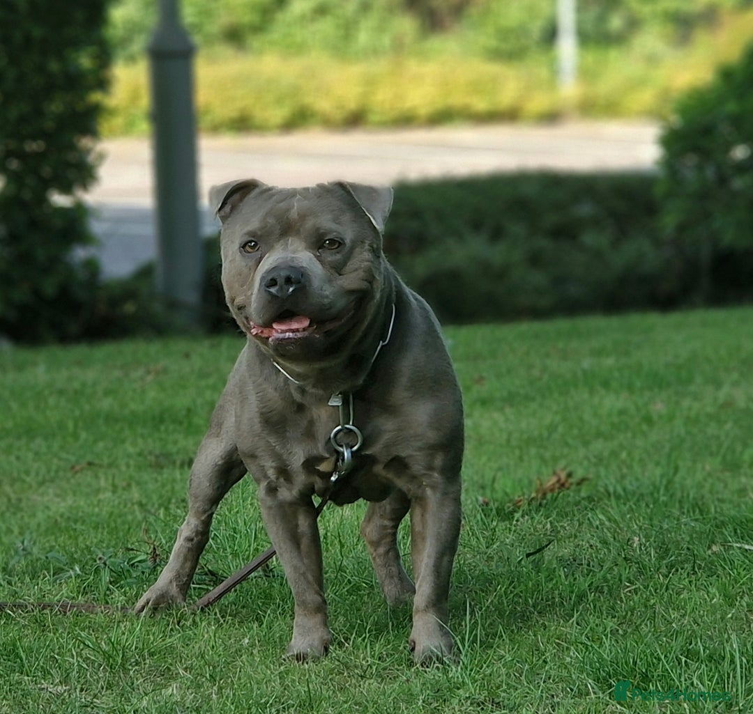 Staffordshire Bull Terrier dogs for sale: CHUNKY blue Staffordshire bull terror puppys - Image 13