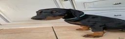 Dobermann dogs for sale: REDUCED TO £1200 1 boy left! 9 Doberman Puppies - Advert 5