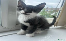 Mixed Breed cats for sale: Half Maine coon - Image 3
