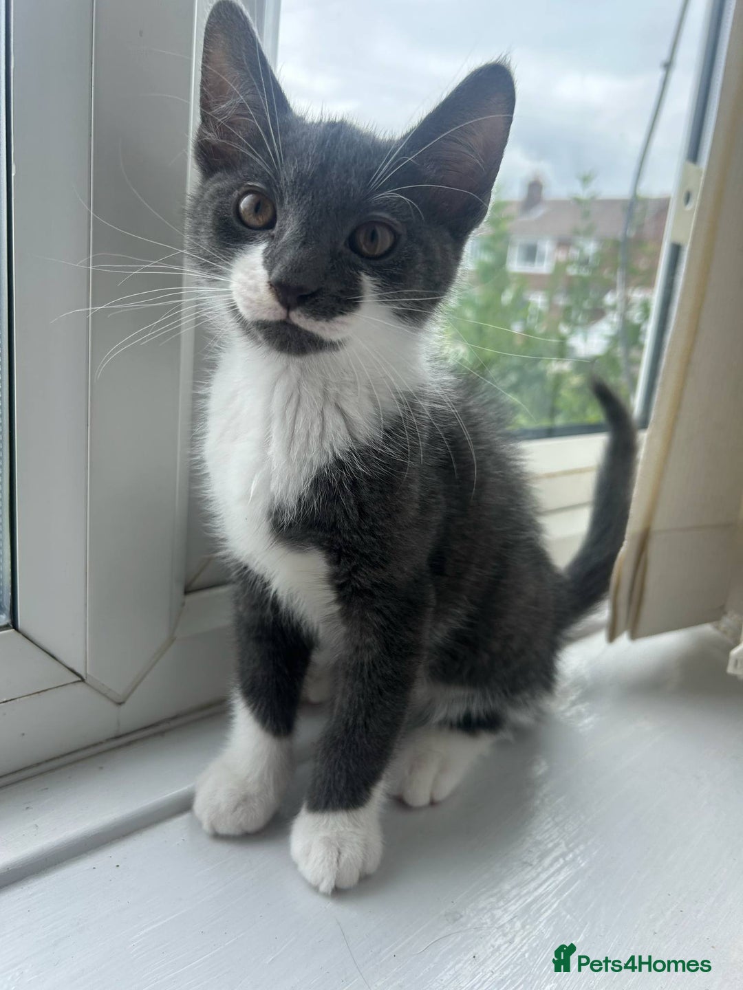Mixed Breed cats for sale: Half Maine coon - Image 3