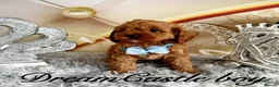 Cavapoo dogs for sale: Deep red Teddy Cavapoo ready now - Advert 17