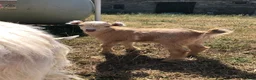 Goats livestock for sale: Pygmy Goat Kids in Llandysul - Advert 6