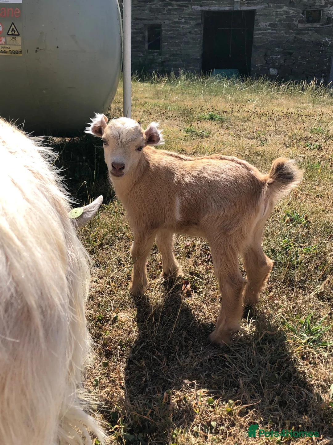 Goats livestock for sale: Pygmy Goat Kids in Llandysul - Advert 6