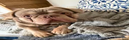 French Bulldog dogs for stud: 🐾 fluffy French Bulldog available for Stud 🐾 - Advert 7