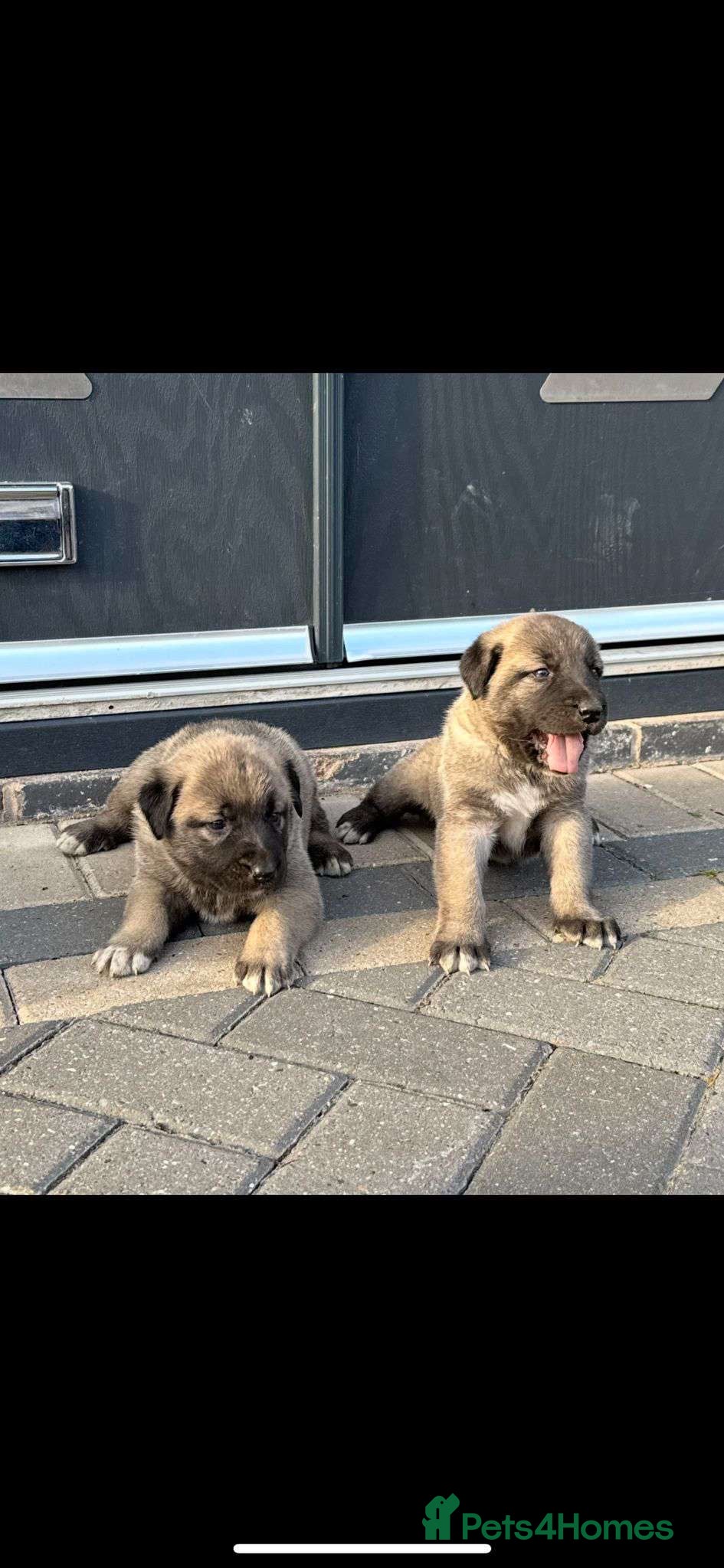 Turkish Kangal dogs 12 Pure Turkish Kangal puppies  - Advert 5