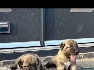 Turkish Kangal dogs 12 Pure Turkish Kangal puppies - Advert 5
