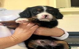 Cavapoo dogs for sale: Tri cavapoo puppy ready now  - Image 5