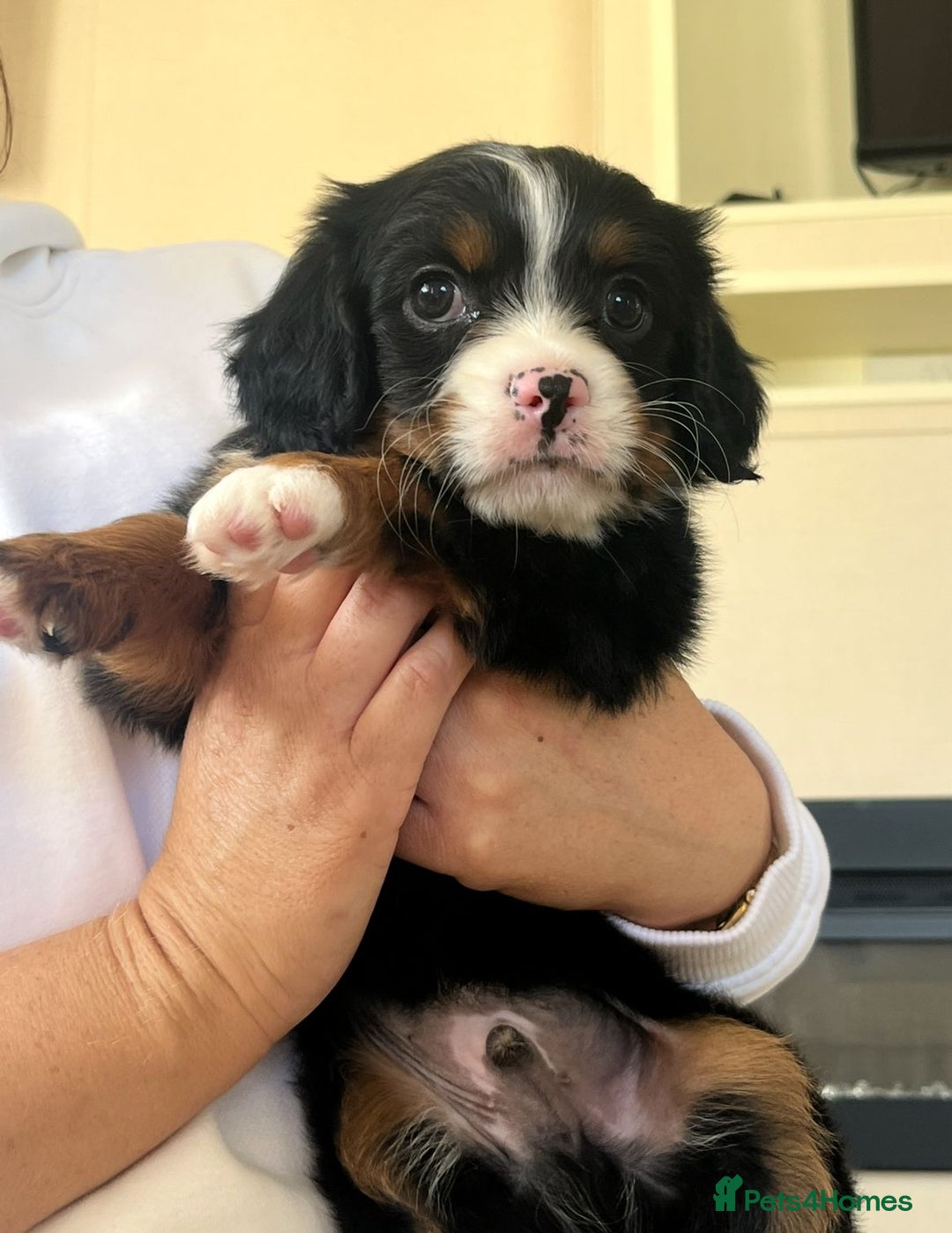 Cavapoo dogs for sale: Tri cavapoo puppy ready now  - Image 5