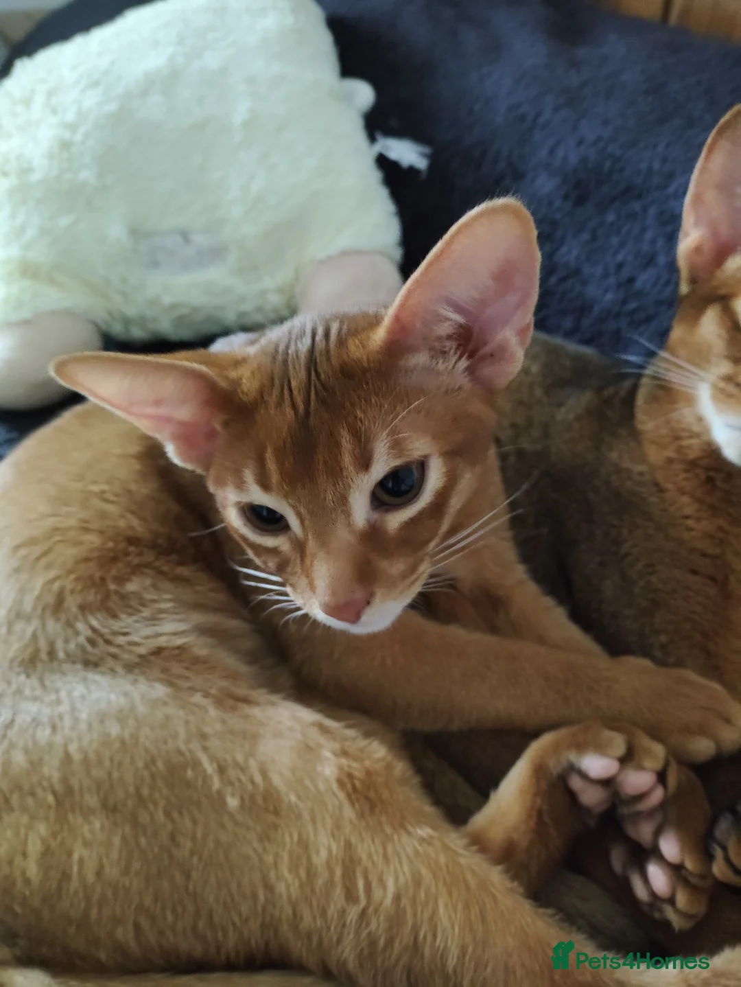 Abyssinian cats for sale: Beautiful Abyssinian Kittens 🐈 - Advert 24