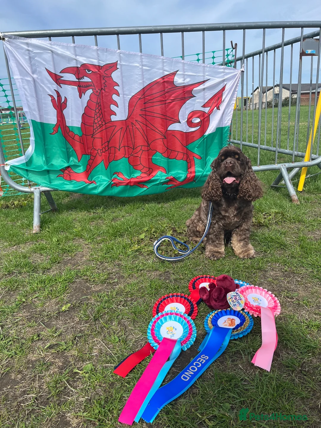 American Cocker Spaniel dogs for stud: Quality cocker for stud  - Advert 2