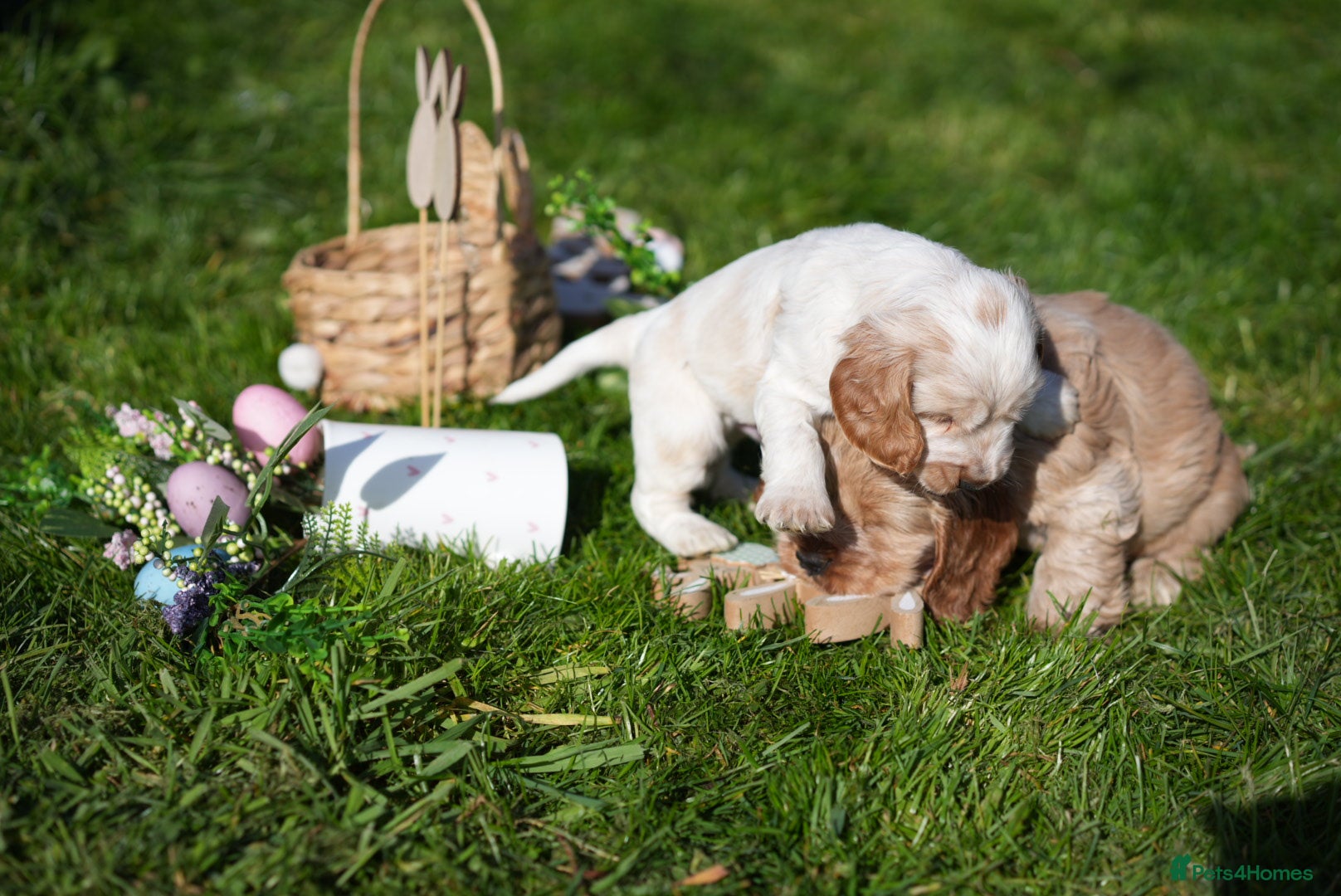 Cocker Spaniel dogs Health tested pure show cocker spaniels  - Advert 1