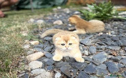 Scottish Fold cats for sale: 1male  1 female READY TO COLLECT - Image 11