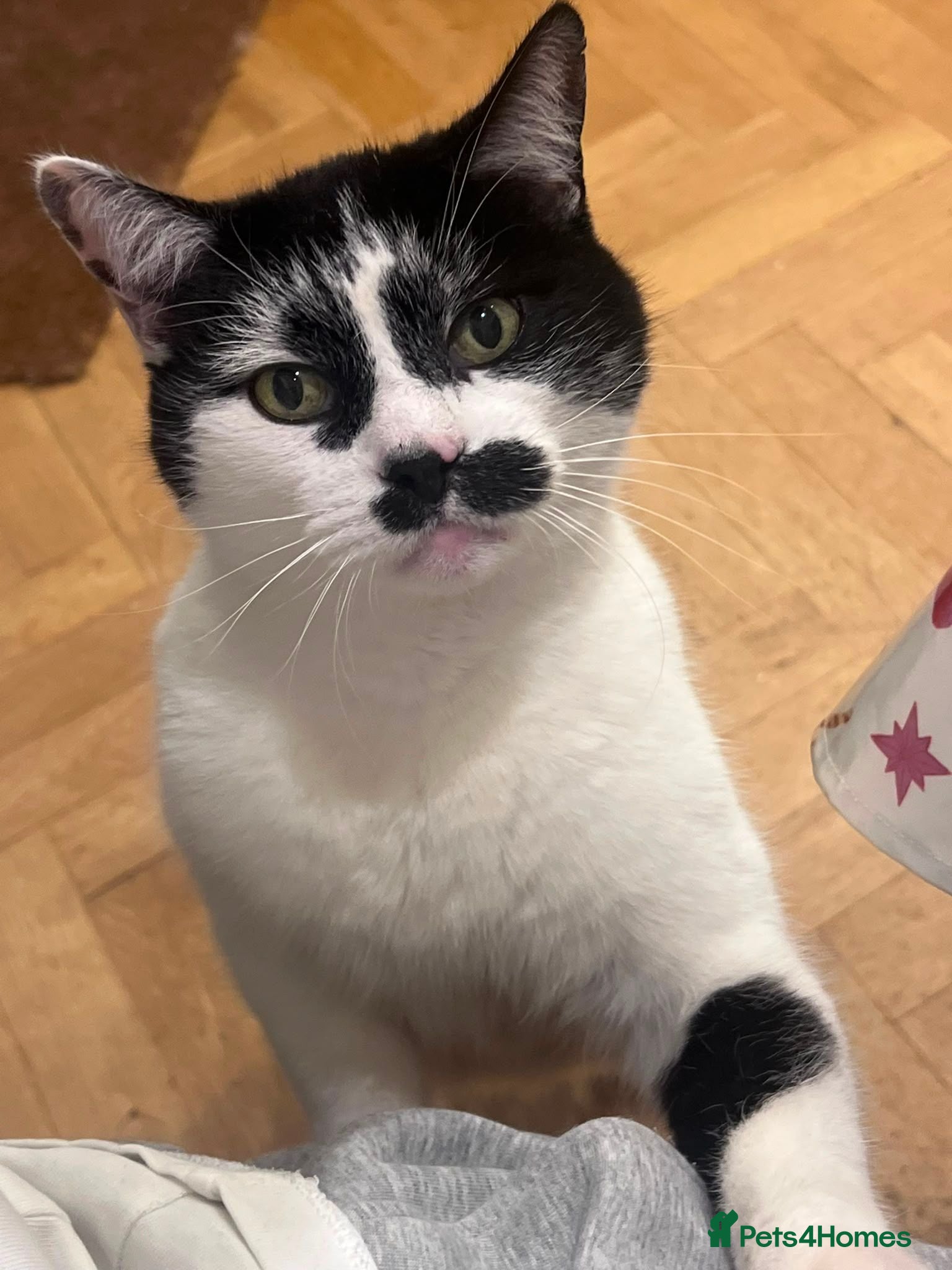 Mixed Breed cats Looking to re-home our cat - Advert 8