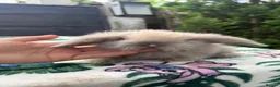 Mini Lion Lop rabbits for sale: Beautiful Mini Lion Lop Boys - Advert 6