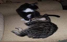 Mixed Breed cats for sale: 2 male kittens  - Image 5