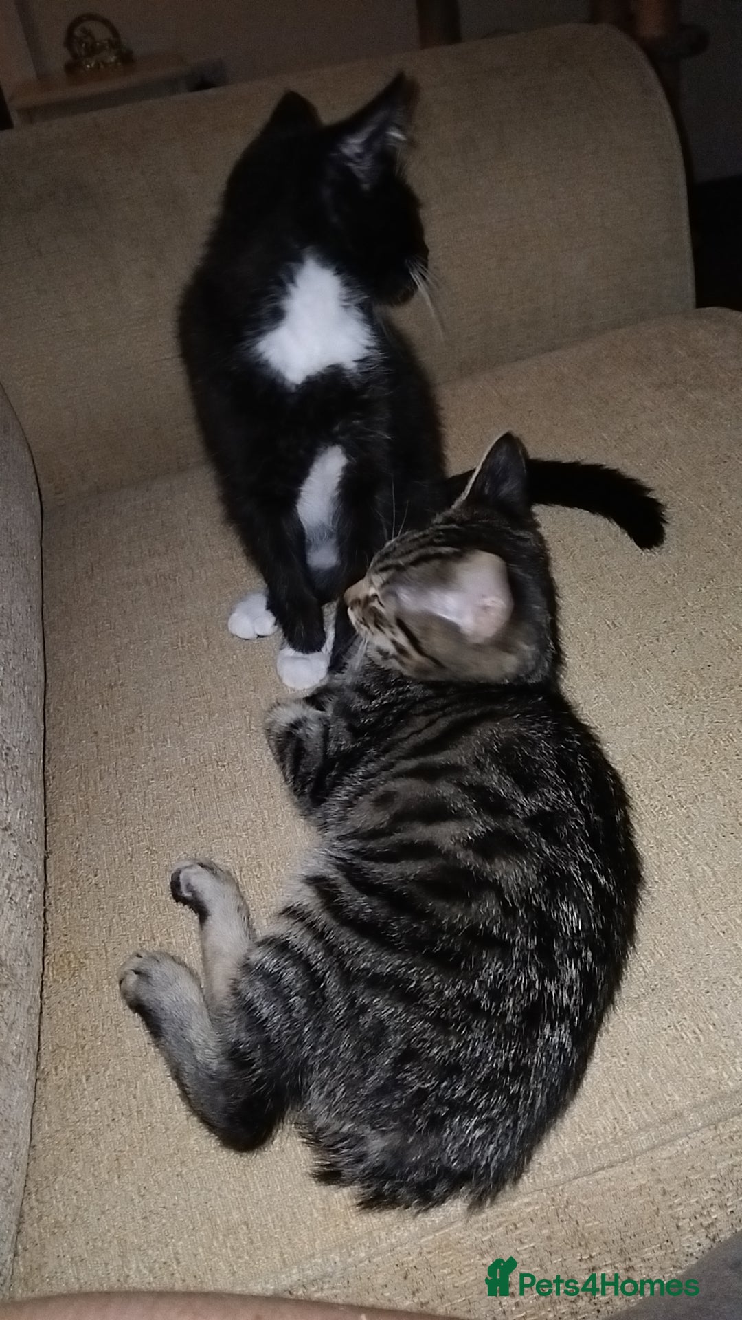 Mixed Breed cats for sale: 2 male kittens  - Image 5