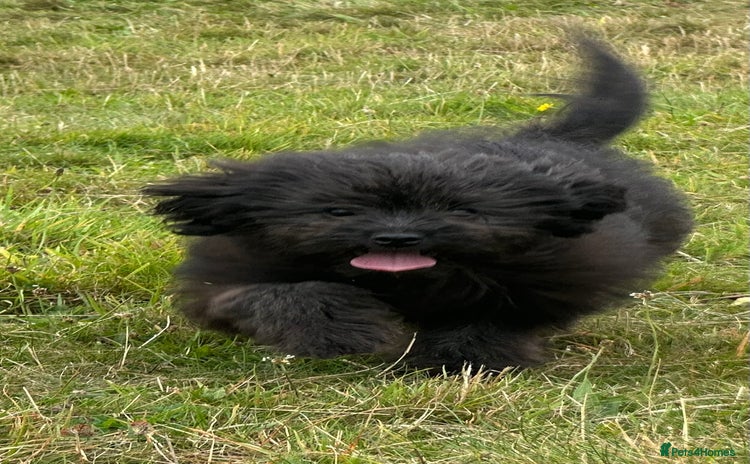 Pomapoo dogs - Advert 1