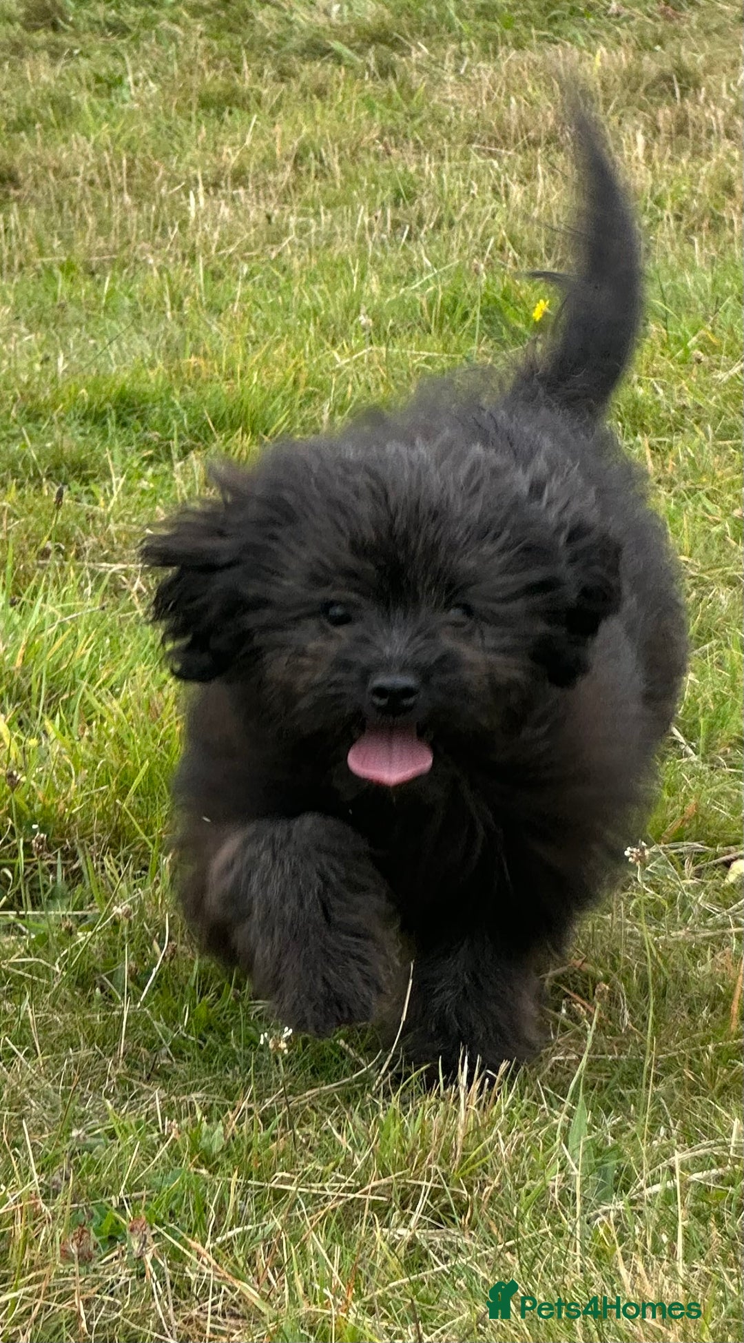 Pomapoo dogs for sale: Stunning pomapoo - Image 1