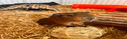 Guinea Pig rodents for sale: Four female bonded guinea pigs in Hereford - Advert 1
