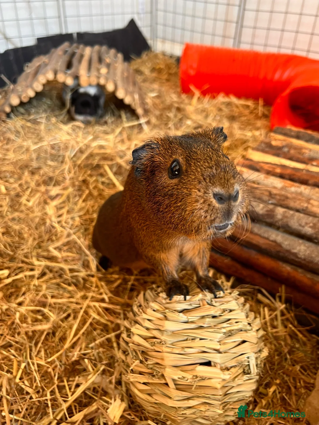 Guinea Pig rodents for sale: Four female bonded guinea pigs in Hereford - Advert 1