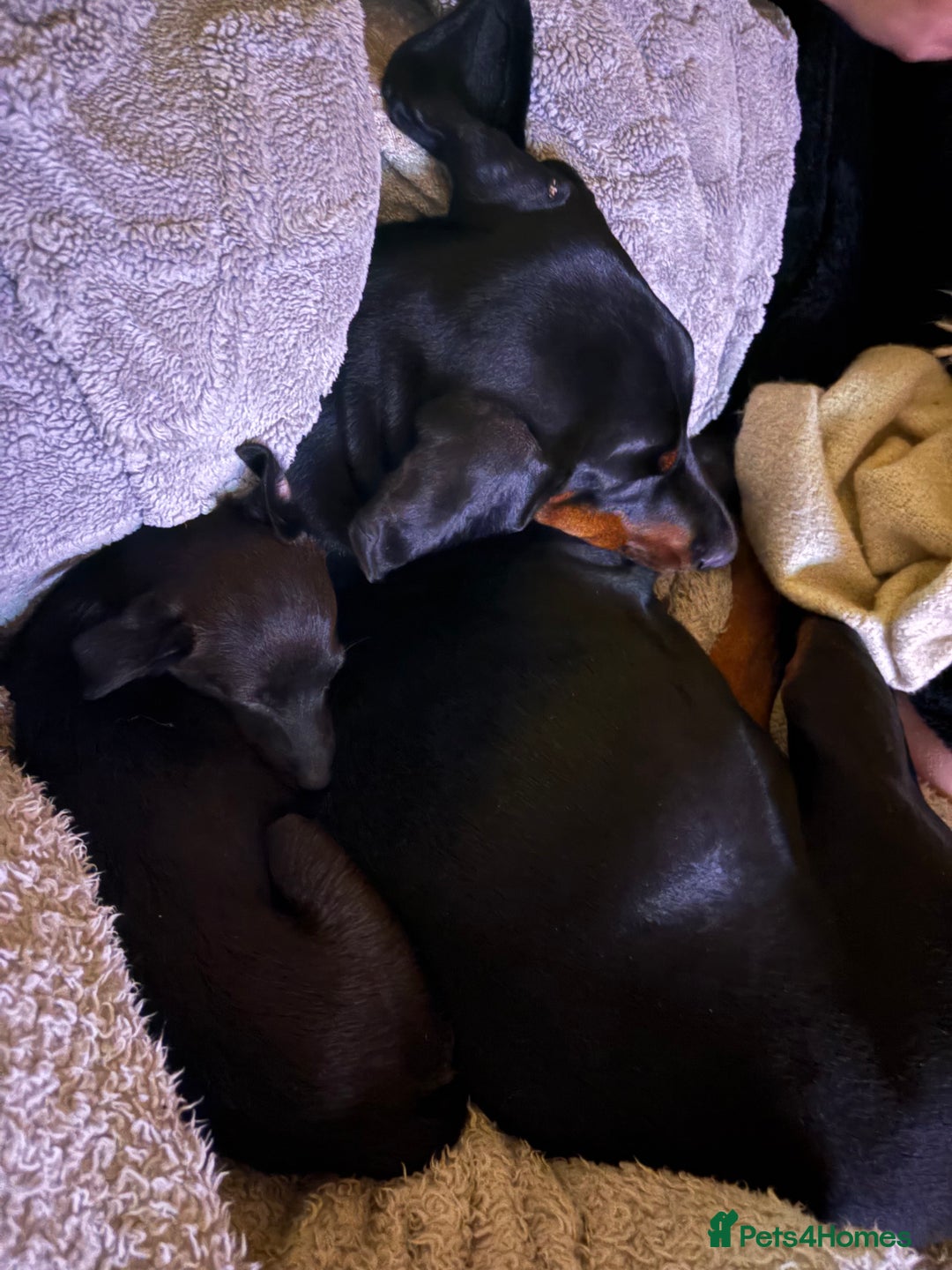Dobermann dogs for sale: Dobermann for rehoming  - Advert 4