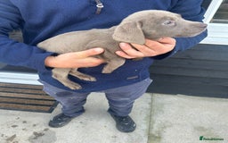 Labrador Retriever dogs for sale: Silver Labrador  - Image 21