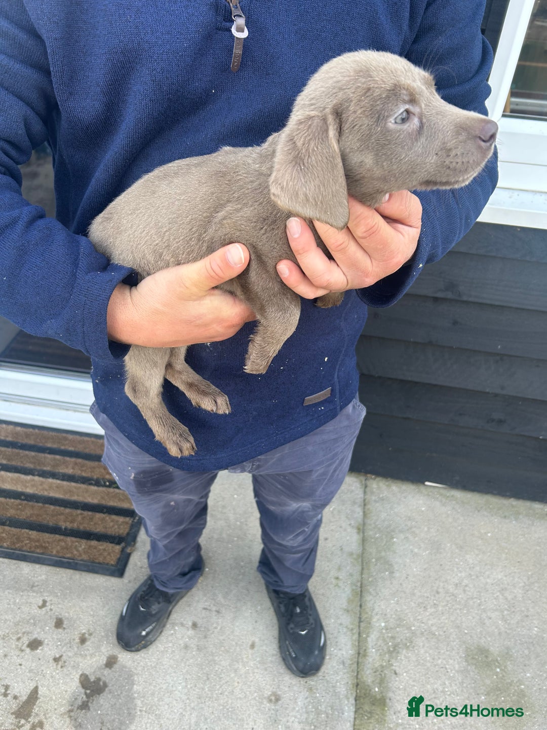 Labrador Retriever dogs for sale: Silver Labrador  - Image 21