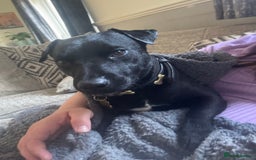 Jack Russell dogs for sale: Black Jack Russel - Image 2