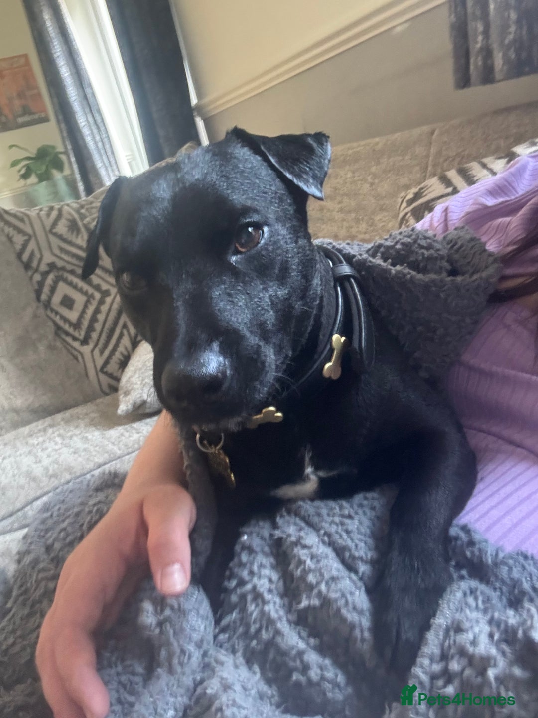 Jack Russell dogs for sale: Black Jack Russel - Image 2