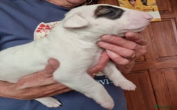 Bull Terrier dogs for sale: Bullterrier pup  - Image 6